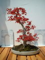 Cut-Leaf Japanese Maple